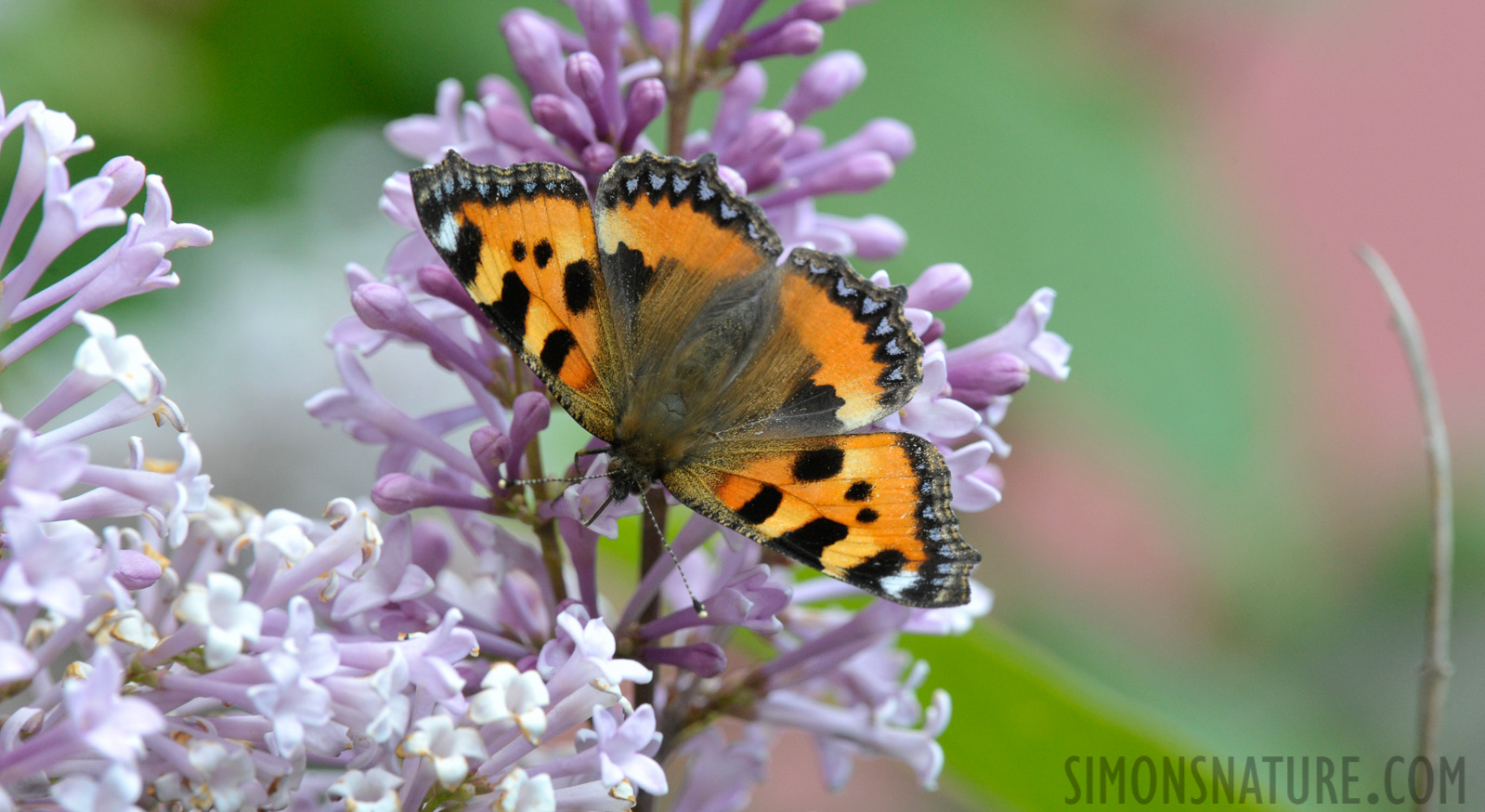 Aglais urticae [550 mm, 1/320 Sek. bei f / 13, ISO 1600]